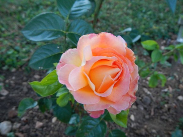 Rose du jardinou